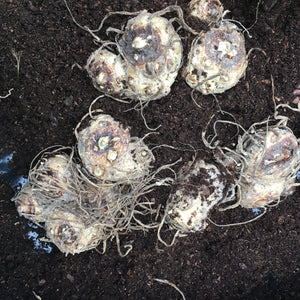 Mixed Calla Lily Corms (Zantedeschia) Free UK Postage