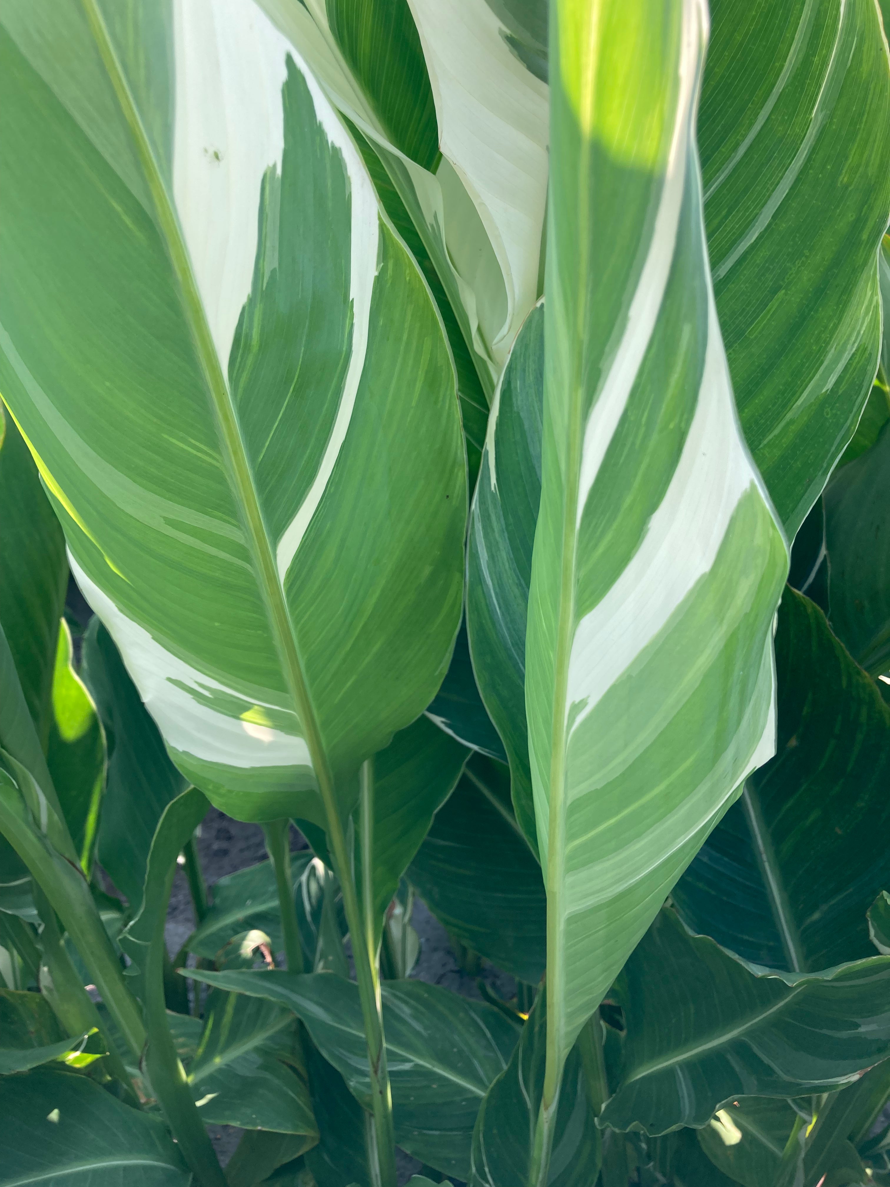 Canna Lily Striped Leaves 'Stuttgart' (Two Tubers) (Free UK Postage)