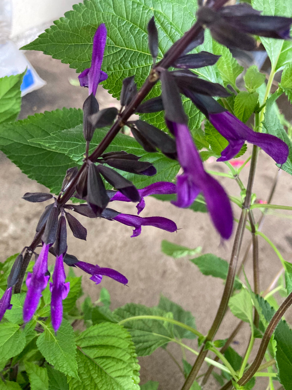 Beautiful Dark Purple Salvia Plants (12cm Dia Pots) Free UK Postage
