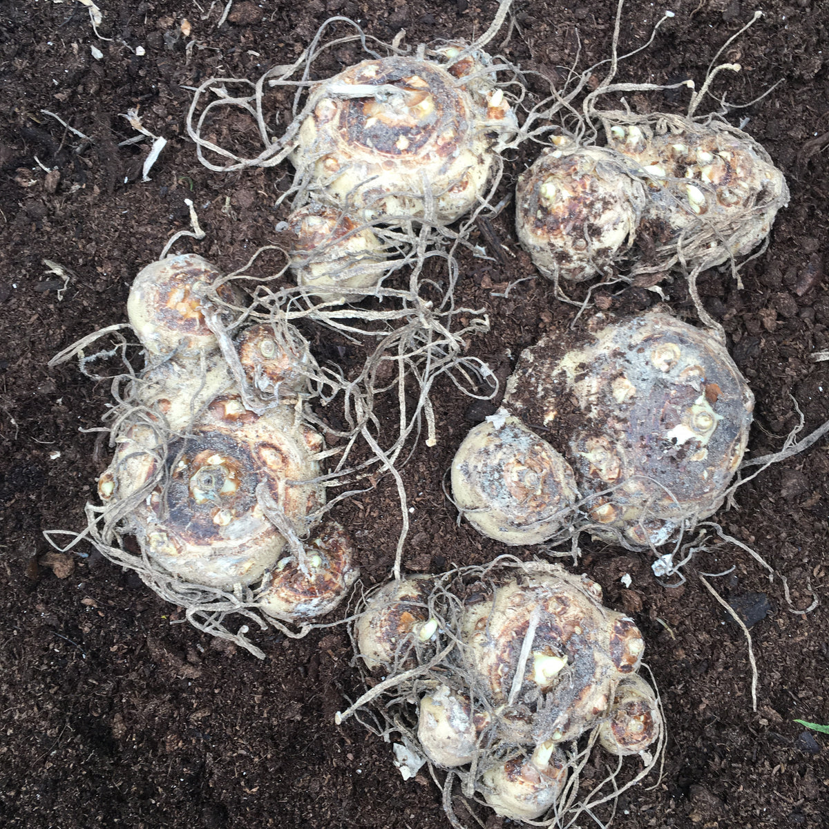 Three Red Calla Lily Corms (Zantedeschia) Free UK Postage