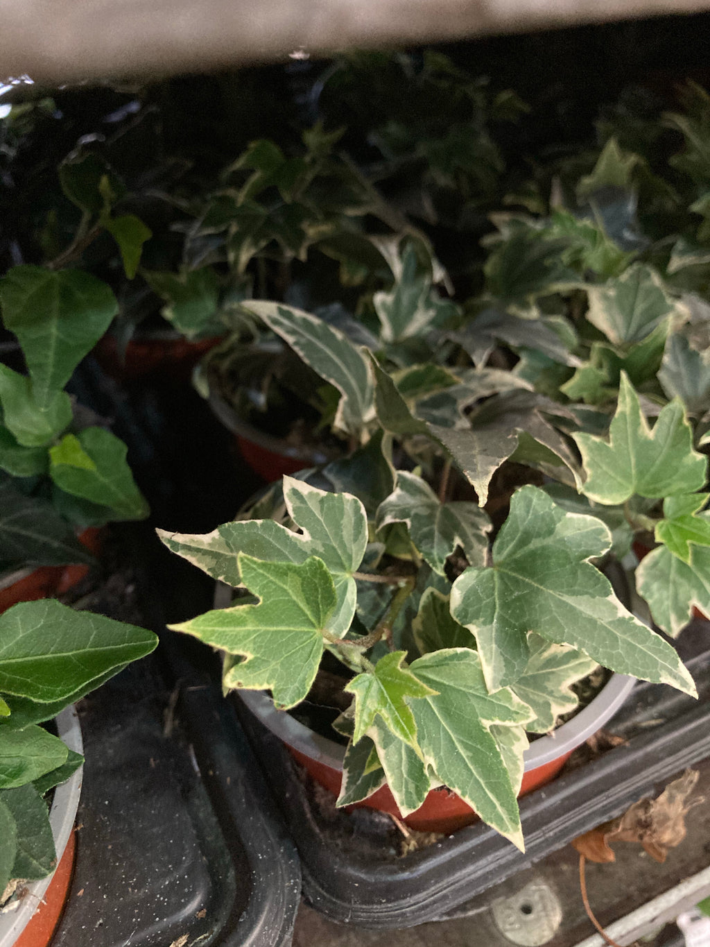 Variegated Ivy Plant (Containerised) Free UK Shipping