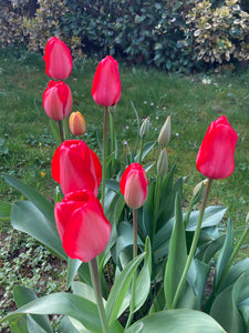 10 Pink Tulip Bulbs 'Van Eijk' (Free UK Postage)