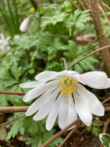 5 x White Splendour Anemone Corms (Anemone blanda) Free UK Postage