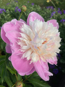 Beautiful Peony 'Lady Liberty' (sections of root) UK Free Postage