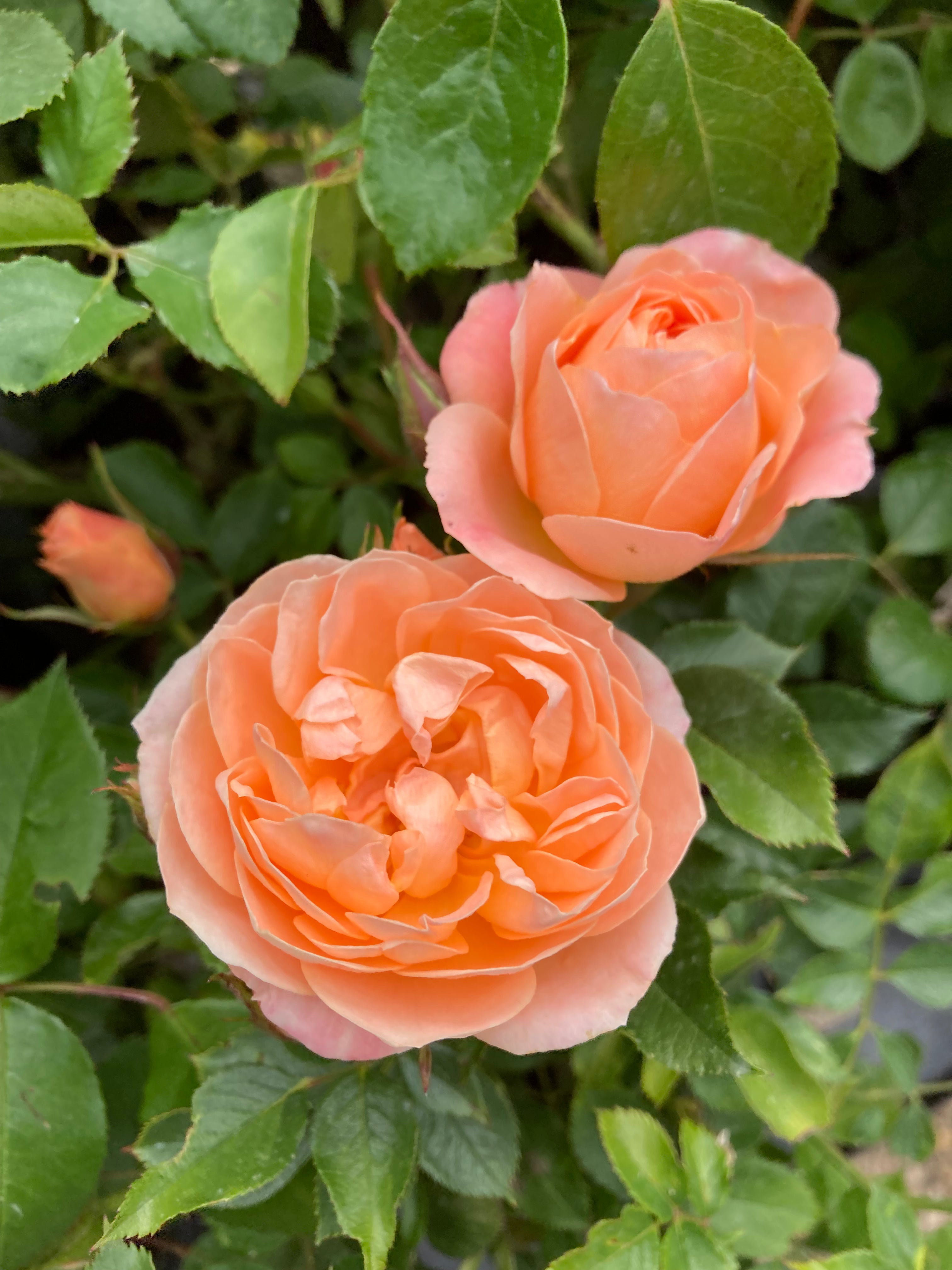 Peach 'Sweet Dream' Climbing Rose (Root-Wrapped) Free UK Postage