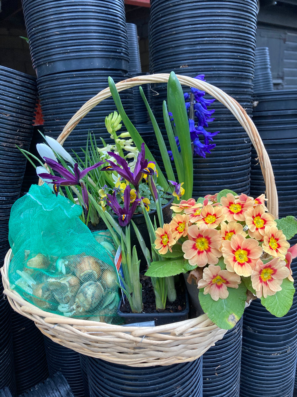 Mothers Day Basket of Mixed Flowering Bulbs & Fragrant Hyacinths In A Pot (Free UK Postage)