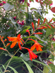 Orange Crocosmia or Monbretia (Corms to Plant Yourself) Free UK Postage