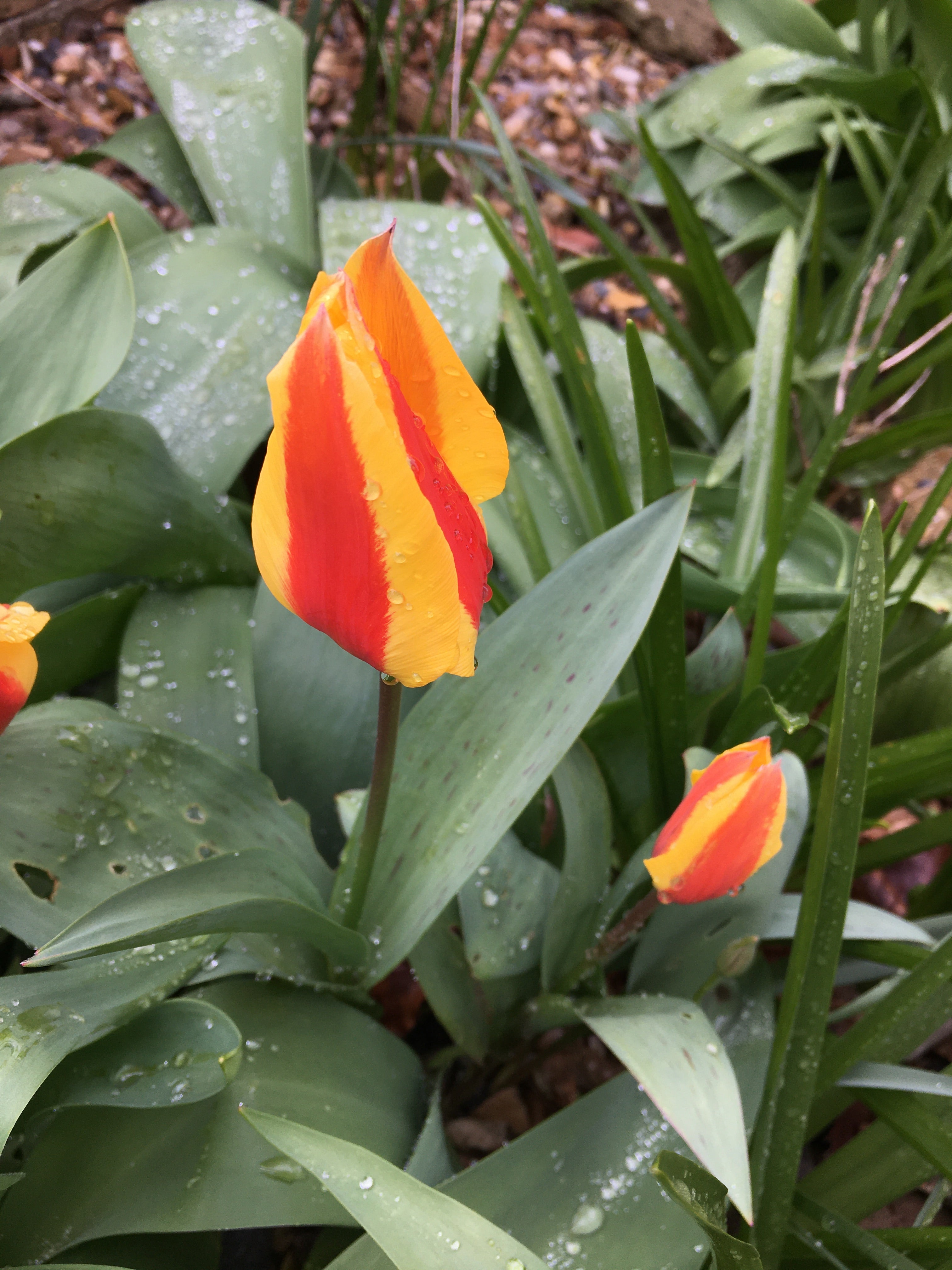 10 Tulip Bulbs 'Stresa' Free UK Postage)