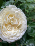 Cream 'Crème de la Crème' Climbing Rose (Containerised 2 Litre Pot) Free UK Postage