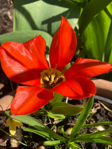 Mixed Greigeii Tulips (Bulbs) Free UK Postage