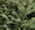 Real Christmas Tree 'Norway Spruce' (Containerised) 95cm Height Free UK Shipping