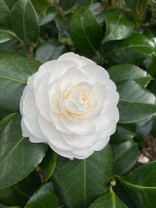 White Camellia Shrub (60 cm Height) Free UK Postage
