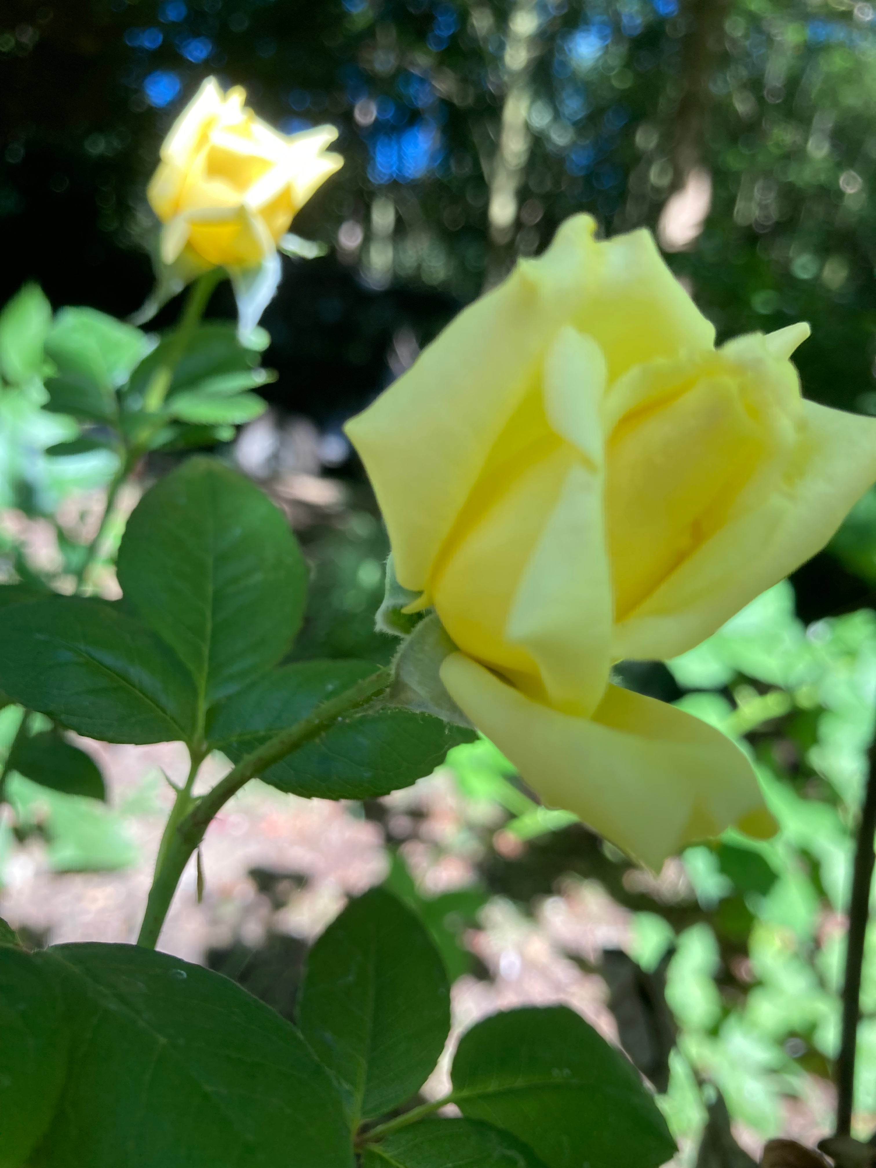 Yellow 'Sunblest' Hybrid T Rose (Bare Root) Free UK Postage