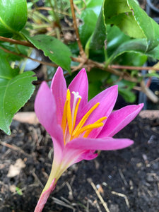 5 x Habranthus robustus (Zephyranthes robusta) (bulbs) (Free UK postage)