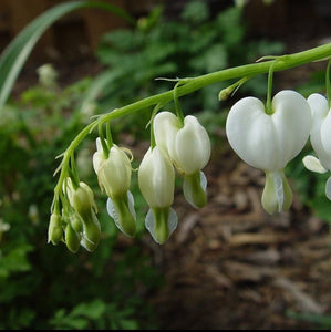 2 x Lovely White Bleeding Heart Plant (Budding Sections of Bare Roots) (Free UK Postage)