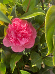 Camellia 'Debbie' (9 cm Dia Pots) Free UK Postage