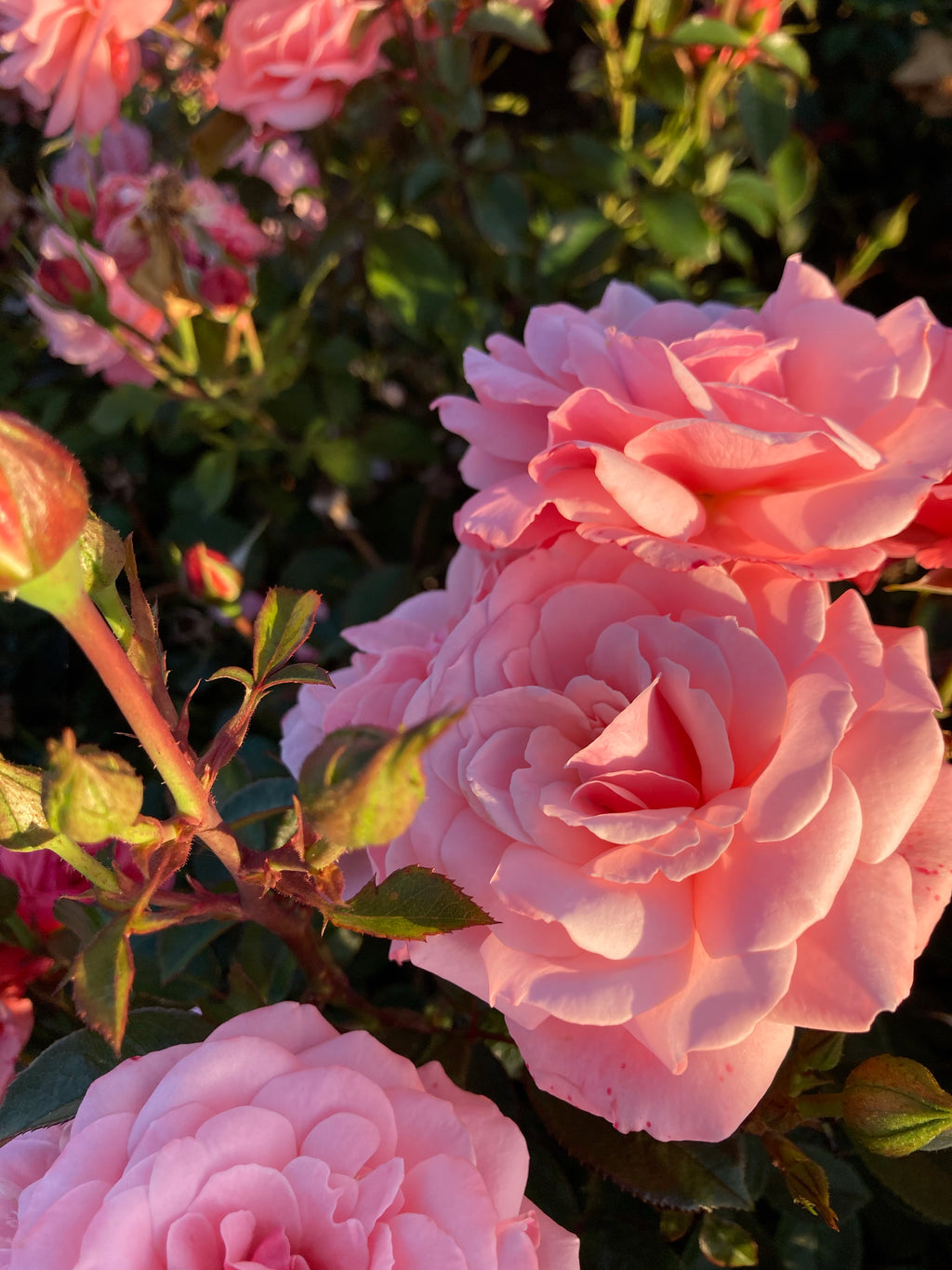 2 x Elegant Pink 'Queen Elizabeth' Floribunda Rose (Root Wrapped) Free UK Postage