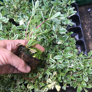 Selection of Mixed Hebe (5cm Transplants or 'Plug Plants') Free UK Delivery