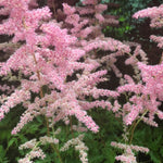 Four Pink Astilbe Plants (False Goat's Beard) 'Bressingham Beauty' Budding Root Sections (Free UK Postage)