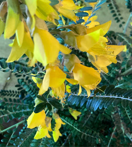 Sophora microphylla or Small-leaved Kowhai (Containerised) 60cm Height (Free UK Postage)