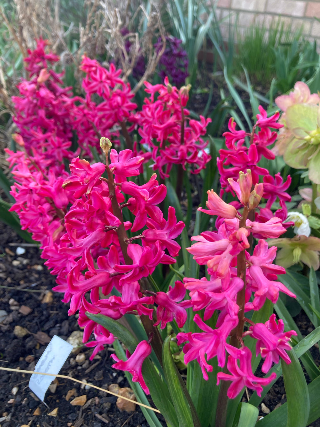 Fifteen Pink Hyacinth Bulbs (Easy To Grow) 'Jan Bos' Variety (Free UK Postage)