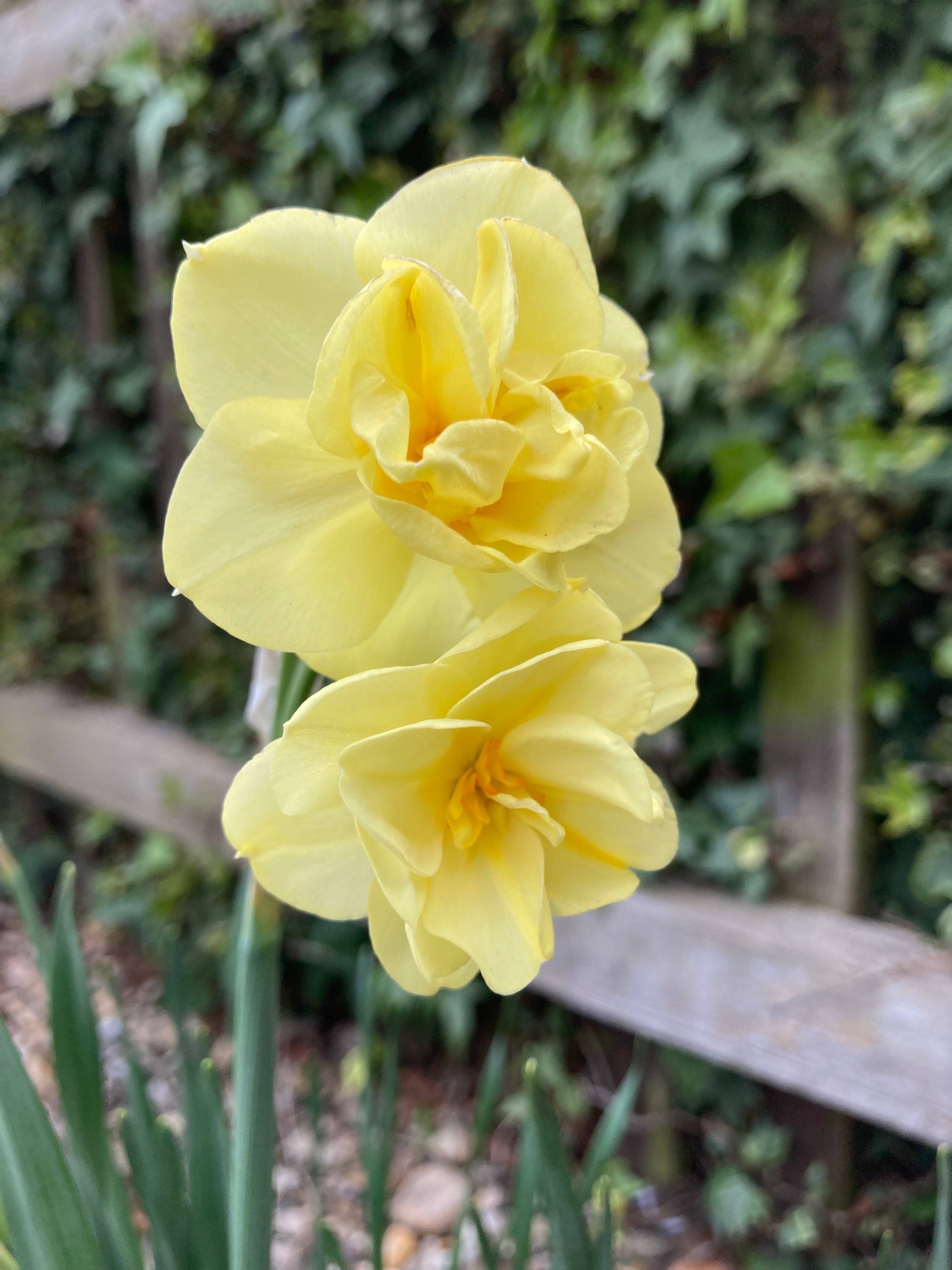 Daffodil 'Yellow Cheerfulness' Variety (Bulbs To Plant Yourself) Free UK Postage