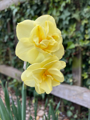 Daffodil 'Yellow Cheerfulness' Bulbs (Narcissus) Free UK Postage