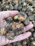 10 x Crocosmia 'Babylon' (Montbretia) (Corms) (To Plant Yourself) Free UK Postage
