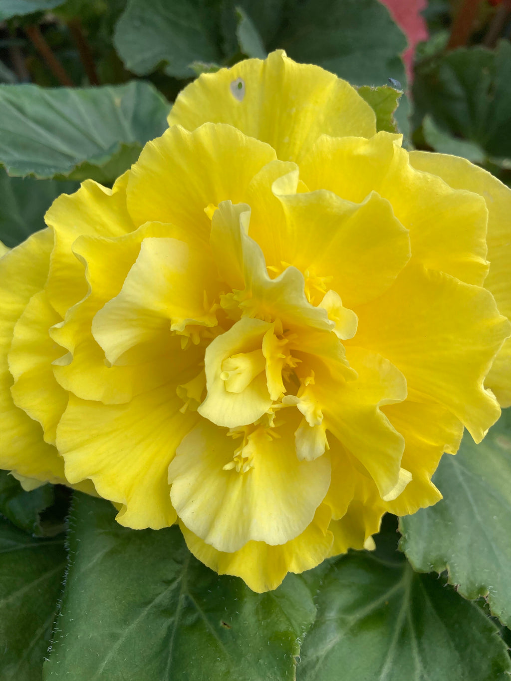 Six Yellow Begonia grandiflora (Tubers For You To Plant Yourself) Free UK postage