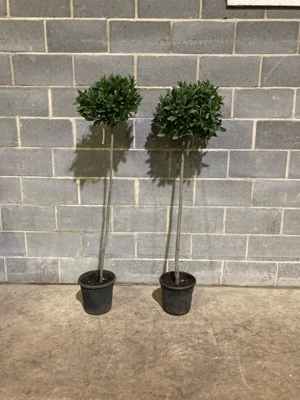 Standard Bay Tree (Containerised) 1.5m Height Free UK Shipping