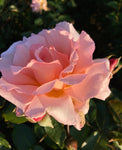Pink 'Blessing' Hybrid T Rose (Root Wrapped) Free UK Postage