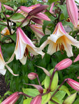 Trumpet Lilies 'Regale' (Bulbs) Free UK postage