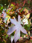 Liquidiamber styraciflua - Ornamental Tree To Plant Yourself 2m (Containerised) Free UK Postage