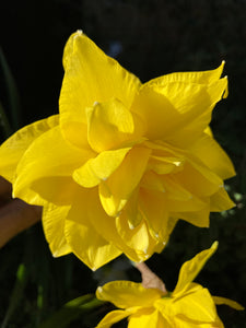 Daffodil Bulbs 'Golden Ducat' (Free UK Postage)