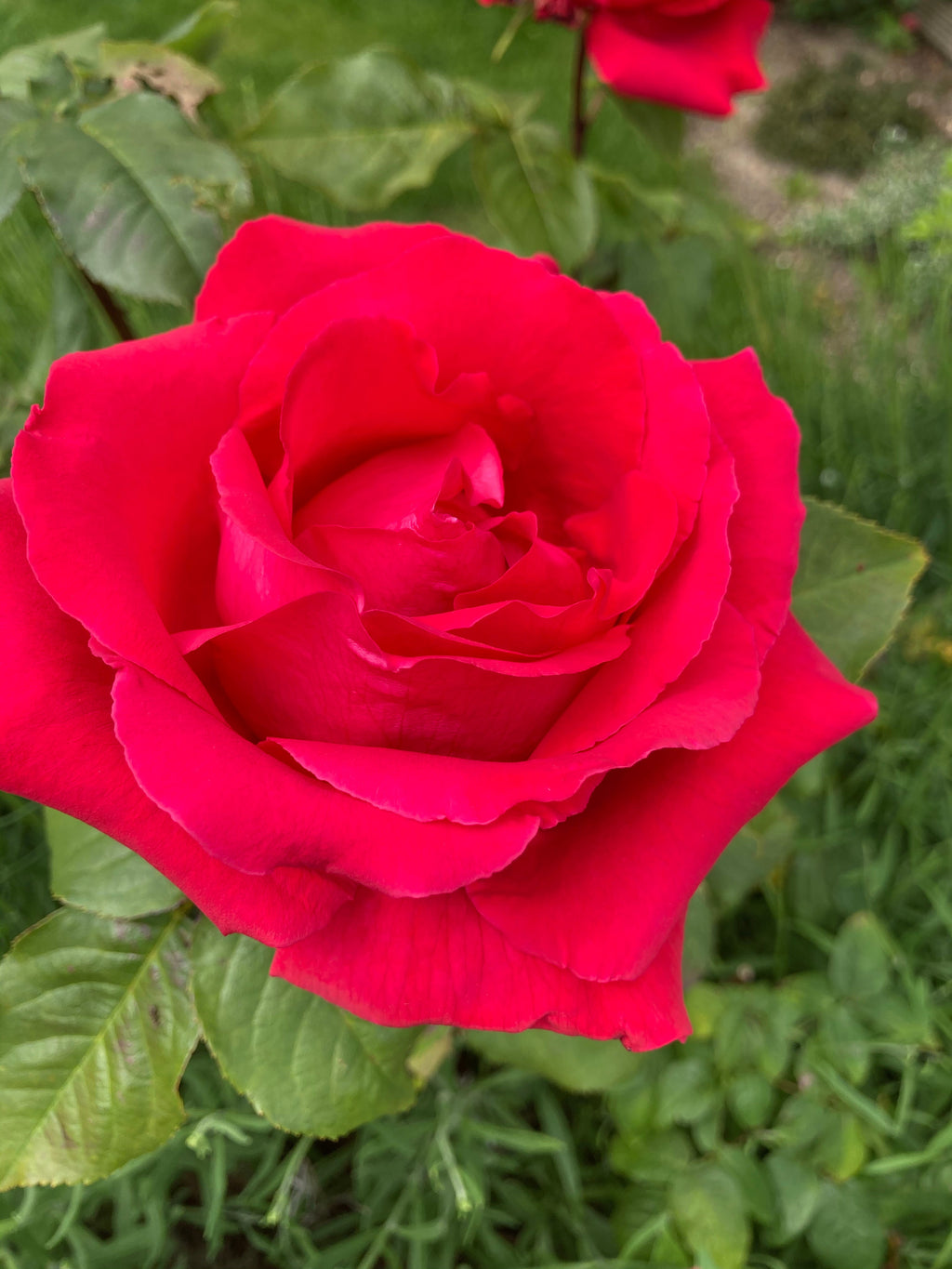 'Ruby Wedding' Hybrid Tea Rose (Containerised 2 Litre Pot) Free UK Postage