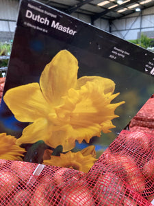 Daffodil Bulbs 'Dutch Master'