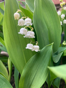 Lily of the Valley Plants (Convallaria majalis) Established in 9cm Dia Pots (Free UK Postage)