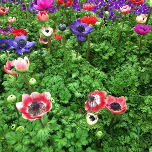 25 Pretty Anemone Corms In Mixed Colours (Free UK Postage)