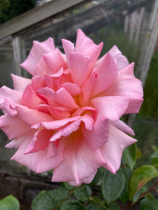 Pink 'Compassion' Climbing Rose (Bare Root) Free UK Postage