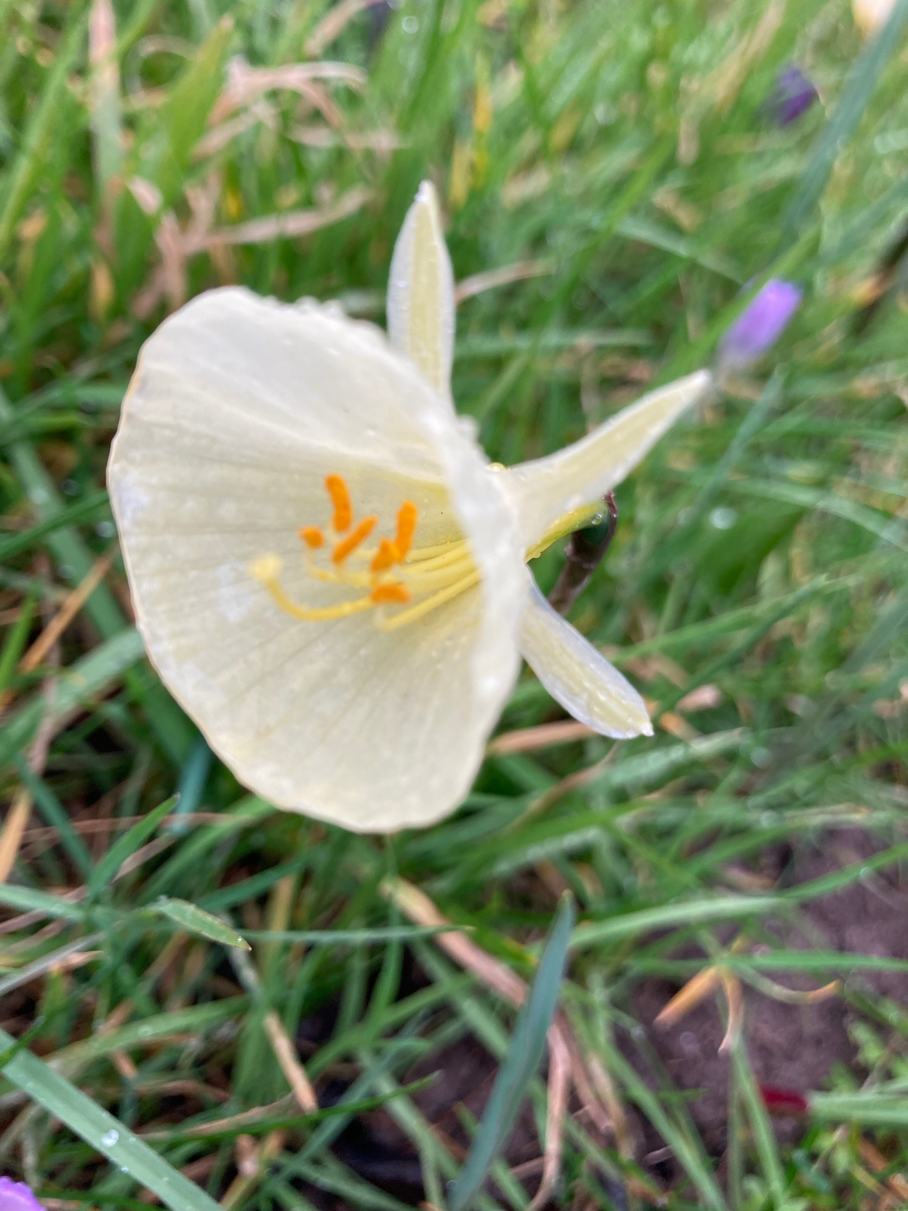 Narcissus bulbocodium Bulbs (Free UK Postage)