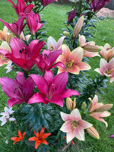 Oriental Lilies in Mixed Colours (Bulbs) Free UK postage