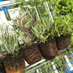 Mixed Herbs (Young Herb Transplants To Grow Yourself) Free UK Postage