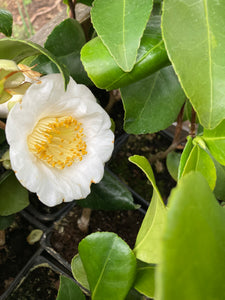 Camellia 'Alba Simplex' (9 cm Dia Pots) Free UK Postage