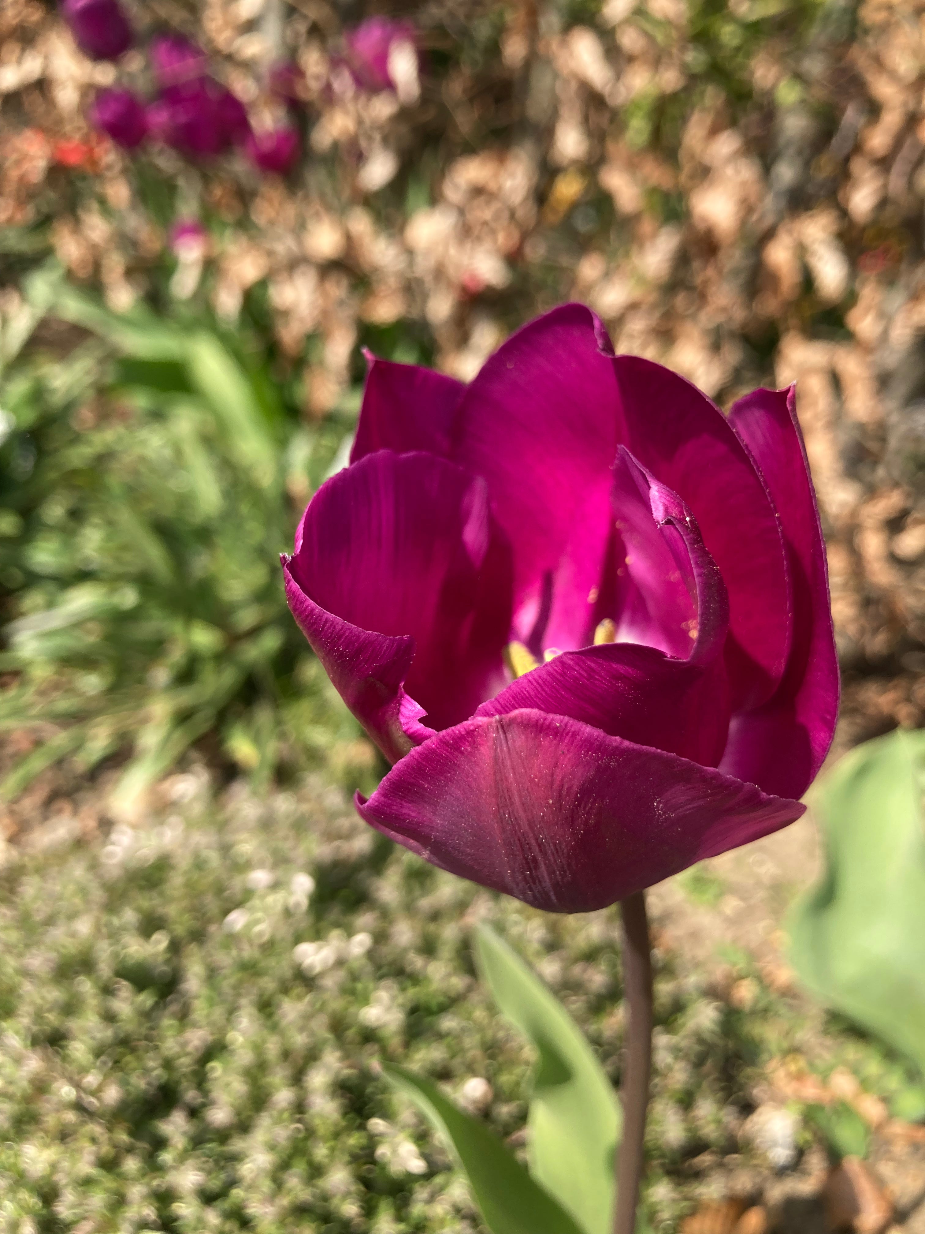Tulip Bulbs 'Negrita' (Free UK Postage)