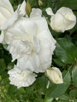 White 'Iceberg' Climbing Rose (Root Wrapped) Free UK Postage