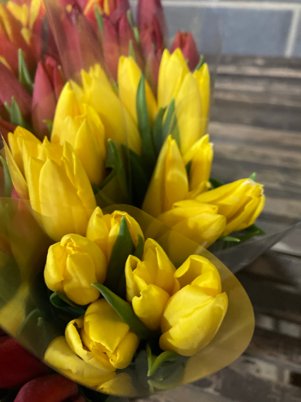 5 x Yellow Tulip 'Yokohama' bulbs (Free UK Postage)