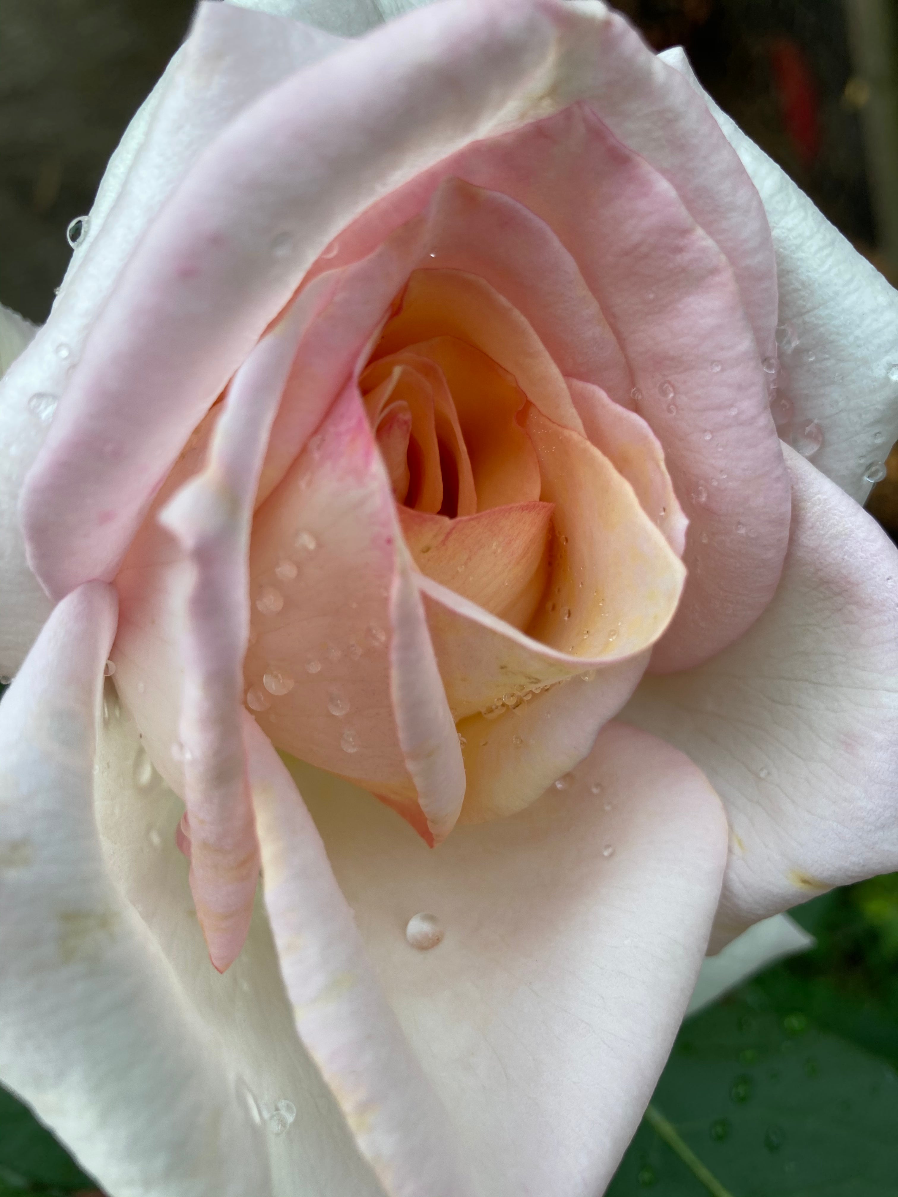 Elizabeth Harkness' Hybrid T Rose (Bare Rooted) Free UK Postage