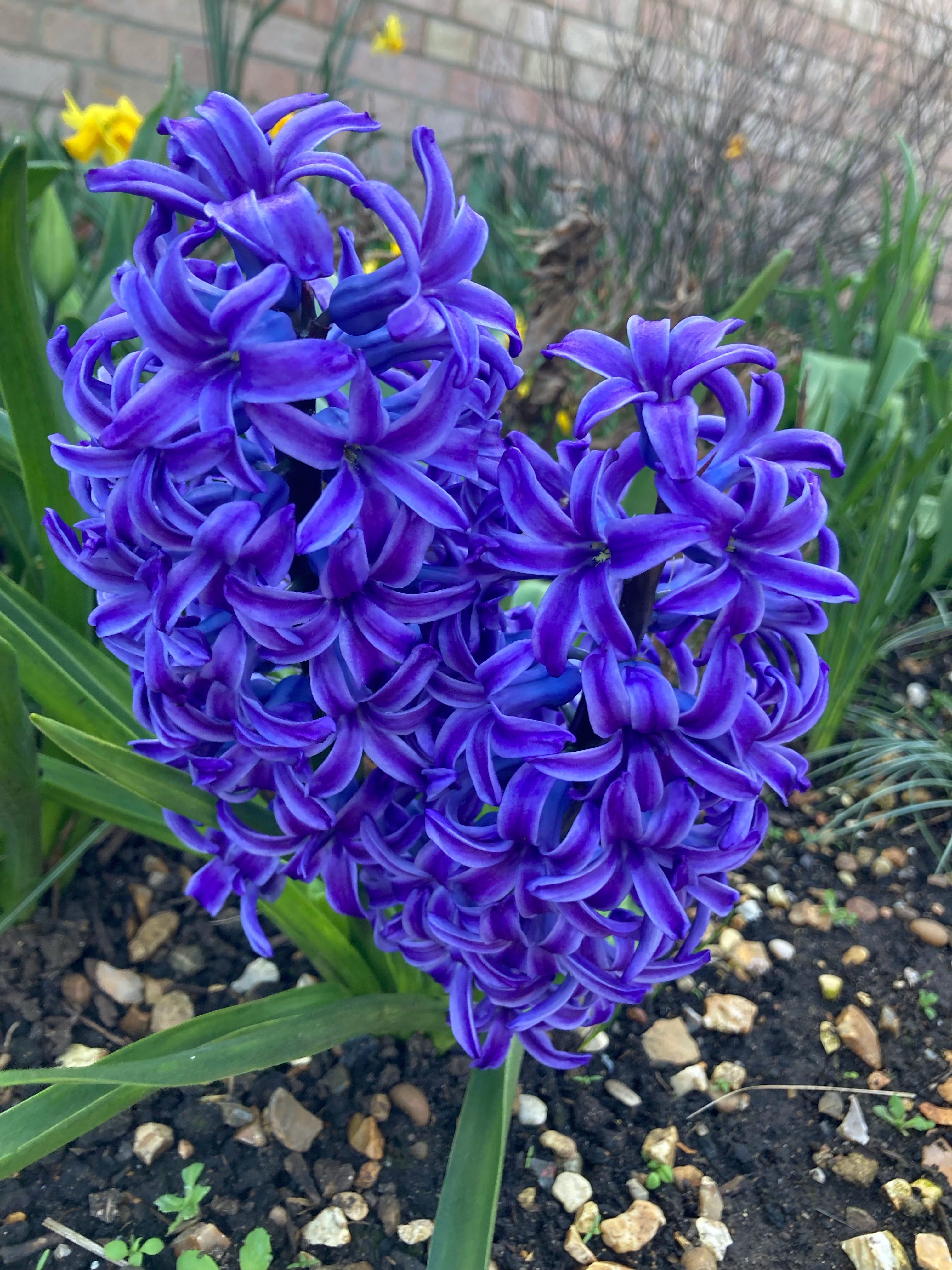 Three Hyacinth 'Blue Star' Bulbs (Easy to Grow) Free UK Postage
