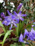 Scilla campanulata Bulbs (Alpine Squill) (Free UK Postage)