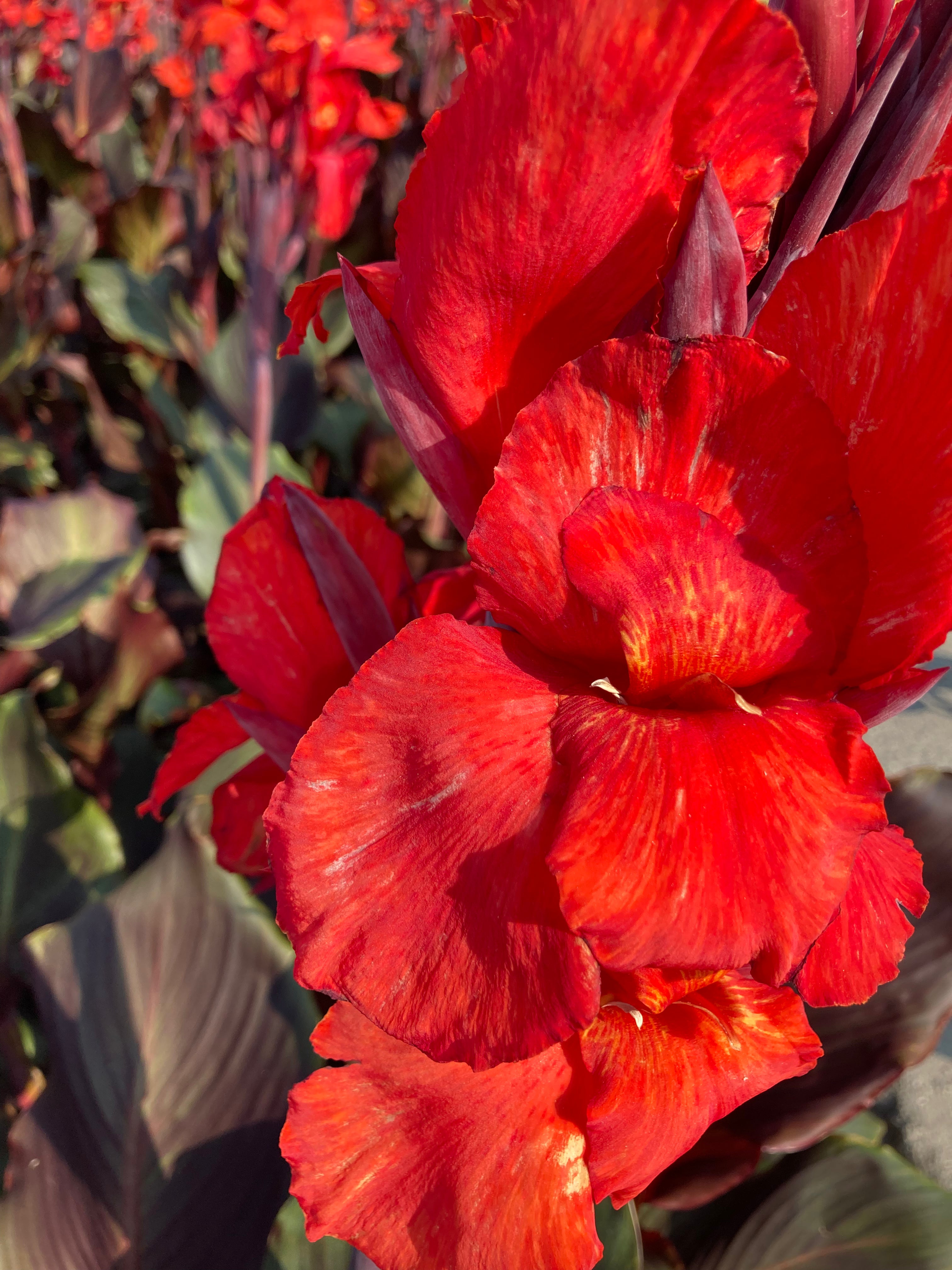 3 x Canna Lily Dwarf Brown Leaves 'Corail' (Tubers) Free UK Postage